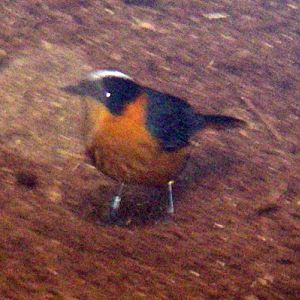 Snowy-crowned Robin Chat (Cossypha niveicapilla)
