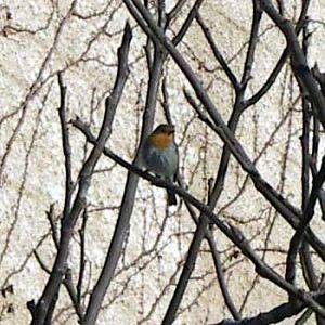 European Robin (Erithacus rubecula)