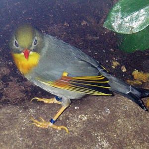 Pekin Robin (Leiothrix lutea)