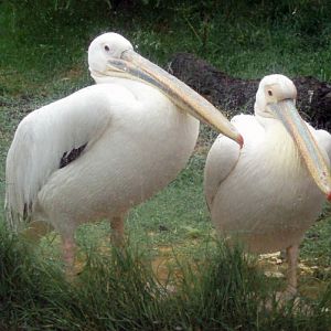 Eastern White Pelicans (Pelecanus onocrotalus)