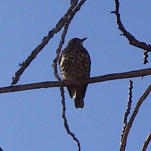 Mistletoe Thrush (Turdus viscivorus)