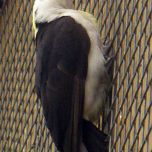 White Woodpecker (Melanerpes candidus)
