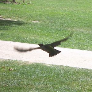 Green Woodpecker (Picus viridis ssp. sharpei)