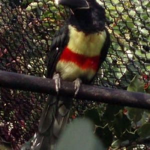 Aracari (Pteroglossus aracari)