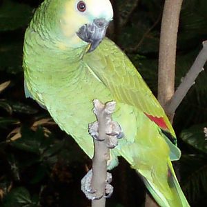 Blue-fronted Amazon (Amazona aestiva)