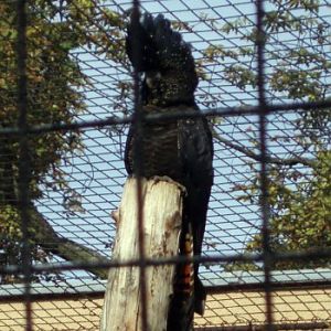 Red-tailed Black Cockatoo (Calyptorhynchus banksii)