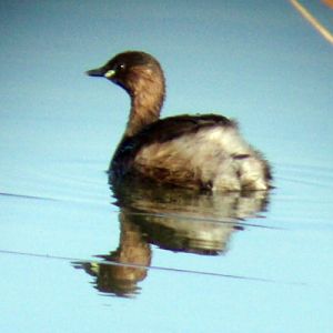 Little Grebe (Tachybaptus ruficollis)