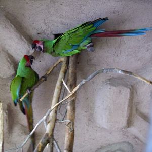 Military Macaws (Ara militaris)