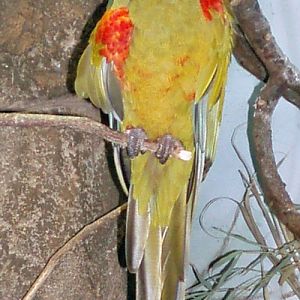 Red-fronted Macaw (Ara rubrogenys)