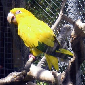 Golden Conure (Aratinga (Guaruba) guarouba)