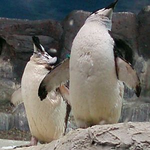 Chinstrap Penguins (Pygoscelis antarctica)