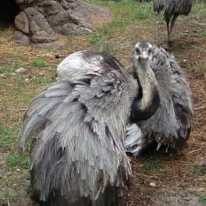 Greater Rhea (Rhea americana)