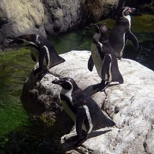 Humboldt's Penguin (Spheniscus humboldtii)