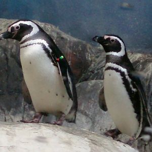 Magellanic Penguin (Spheniscus magellanicus)