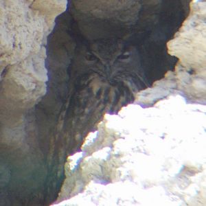 Eurasian Eagle-Owl (Bubo bubo ssp. hispanus)