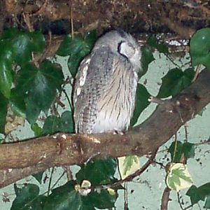 White-faced Scops Owl (Ptilopsis leucotis)