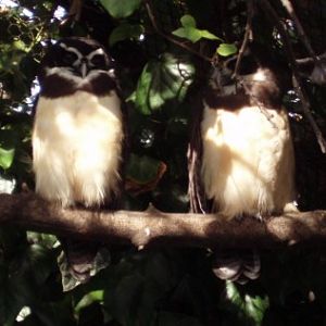 Spectacled Owls (Pulsatrix perspicillata)