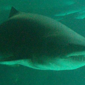 Sand Shark (Carcharias taurus)