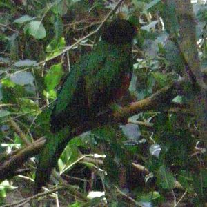 Golden-headed Quetzal (Pharomachrus auriceps)