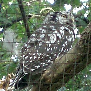 Northern Hawk Owl (Surnia ulula)