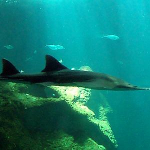 Small-toothed Sawfish (Pristis microdon)