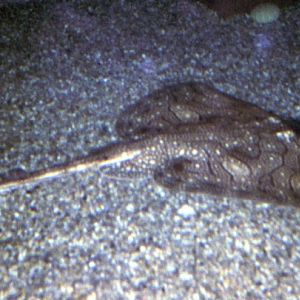 Undulated Ray (Raja undulata)