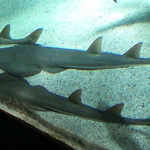 Guitarfish (Rhinobatos rhinobatos)