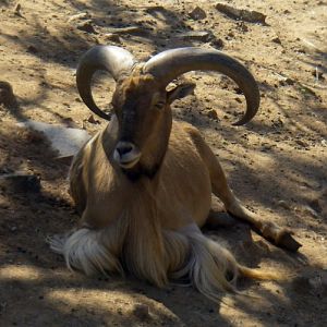 Barbarian Sheep (Ammotragus lervia)