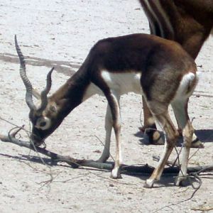 Blackbuck (Antilope cervicapra)