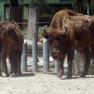 European Wisent (Bison bonasus)