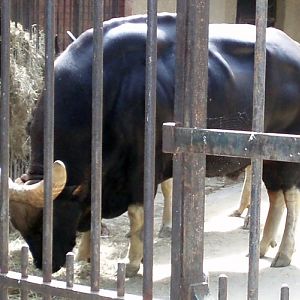 Gaur (Bos gaurus)