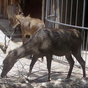 Nilghai (Boselaphus tragocamelus)
