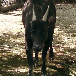 Plains Anoa (Bubalus depressicornis)