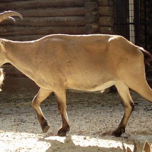 Caucasian ibex (Capra caucasica)
