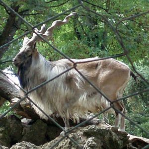 Markhor (Capra falconeri)