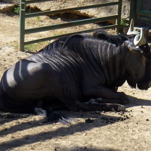 Blue Wildebeest (Connochaetes taurinus)