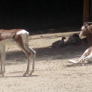 Saharian Gazelle (Gazella (Nanger) dama)
