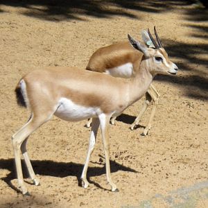 Gazelle (Gazella dorcas)