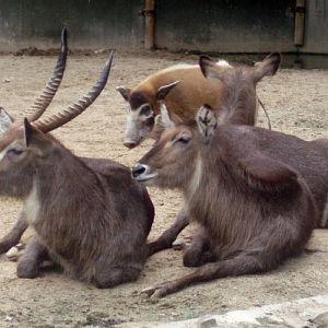 Waterbucks (Kobus ellipsiprymnus)