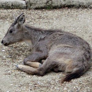 Chinese Goral (Naemorhedus griseus ssp. arnouxianus)