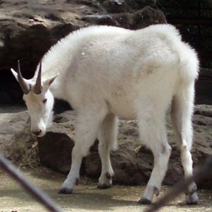 Rocky Mountains Goat (Oreamnos americanus)