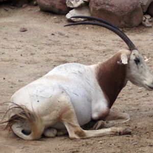 Scimitar Oryx (Oryx dammah)