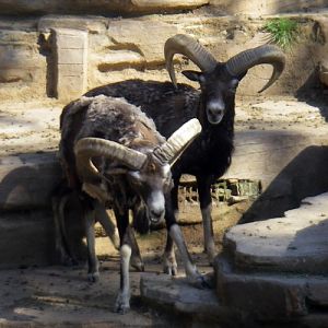 Corsican Mouflon (Ovis musimon)