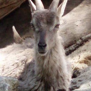 Blue Goat (Pseudois nayaur)