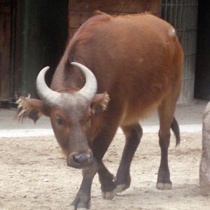 Dwarf or Red Buffalo (Syncerus caffer nanus)