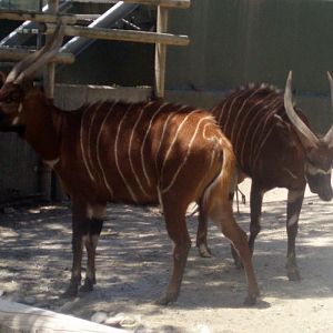 Bongos (Tragelaphus euryceros)