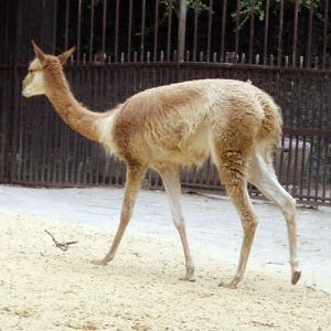 Vicugna (Vicugna vicugna)