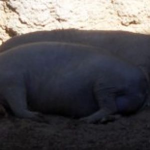 Babirussa (Babyrousa babyrussa)