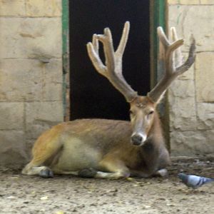 Pere David's Deer (Elaphurus davidianus)