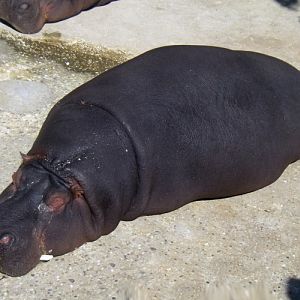 Common Hippo (Hippopotamus amphibius)